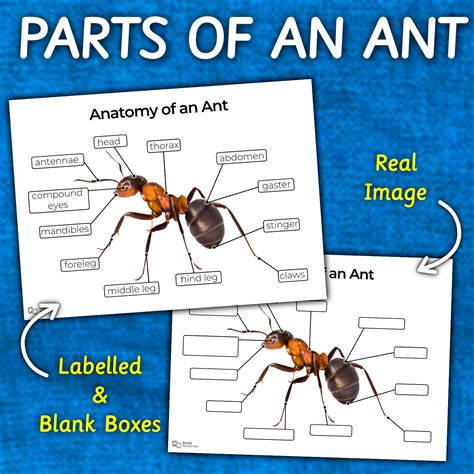Learning About Ant Anatomy Through Colouring