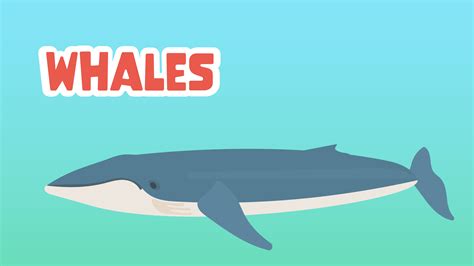 Learning About Whales