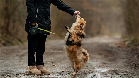 Leash Manners and Distraction Proofing