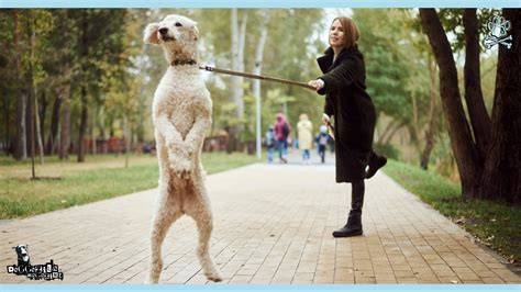 Leash Reactivity on Magazine Street
