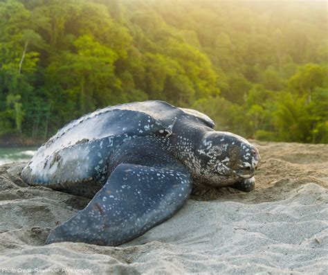Leatherback Sea Turtles