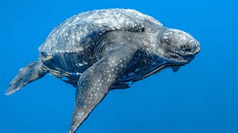 Leatherback Turtle