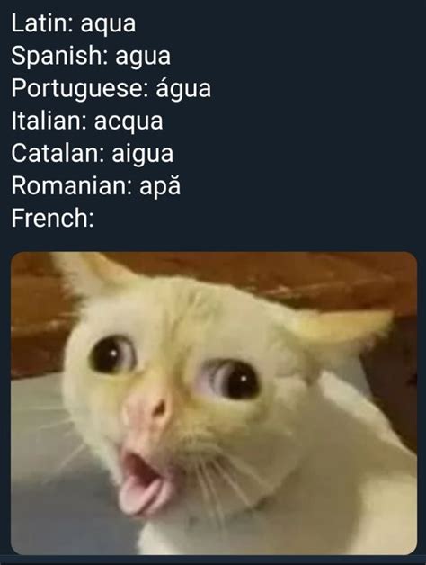 Leau Cat Meme