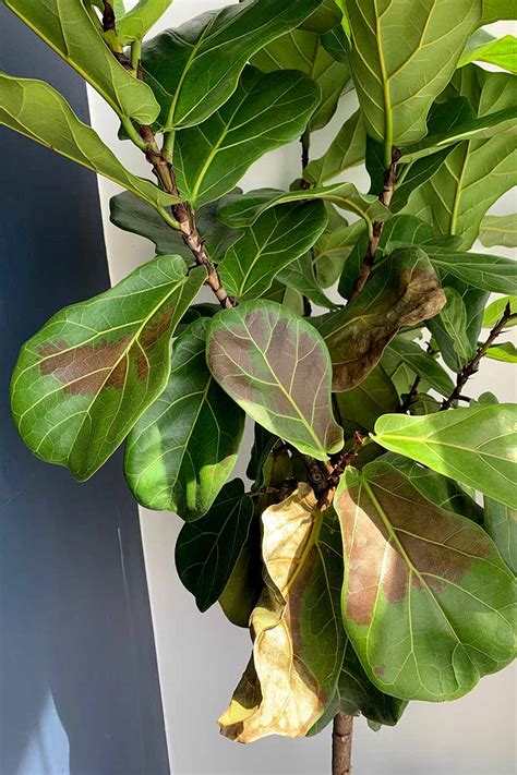 Leaves Falling Off Fiddle Leaf Fig