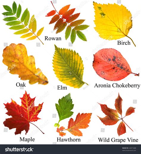Download Leaves Images