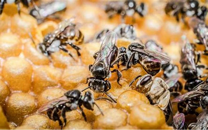 Lebah Penghasil Propolis