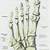 Left Foot Bones Anatomy