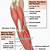 Left Forearm Anatomy