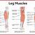 Leg Muscle Anatomy