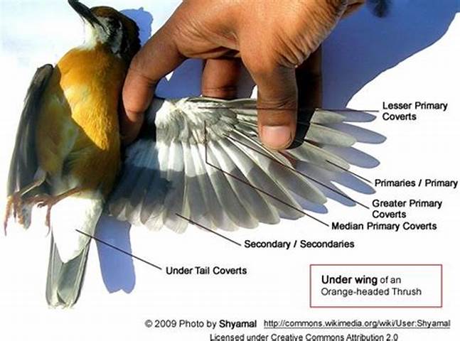 Legal repercussions of touching a bird's wings