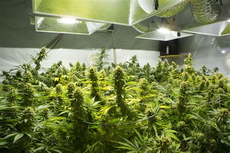 Legal requirements for starting a weed grow operation