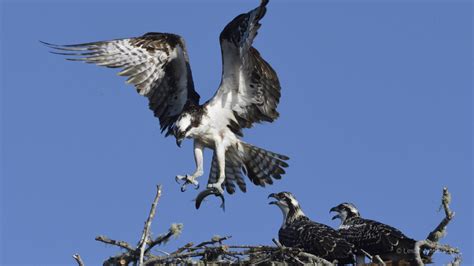 Legends of Id Cliffs