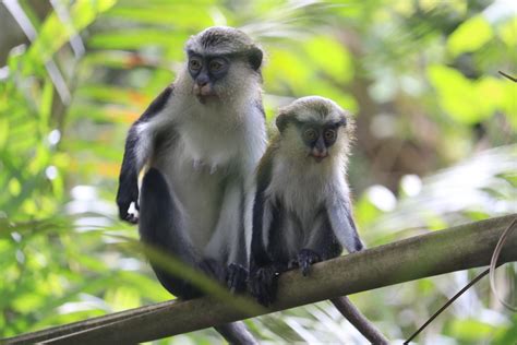 Lekki Conservation Center monkeys