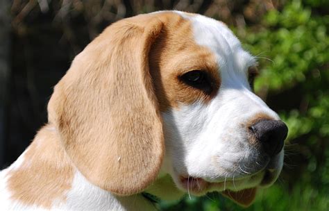 Lemon Beagle With Blue Eyes
