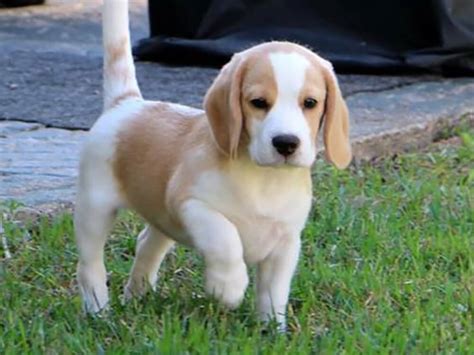 Lemon 1 Year Old Begale Gloucester, Gloucestershire Pets4Homes