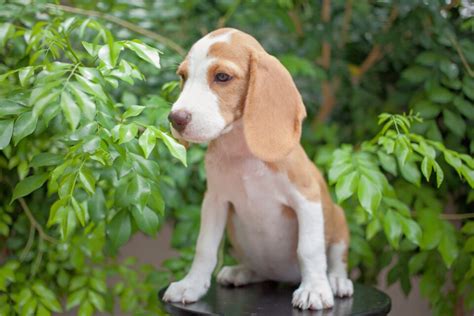 Lemon Merle Beagle puppy for sale near San Diego, California