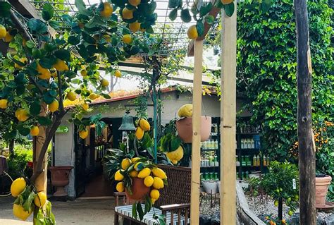 Lemon Grove Tour