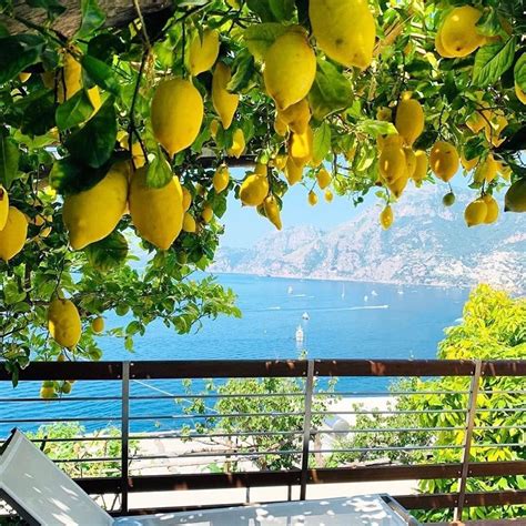 Lemon Groves Amalfi Coast