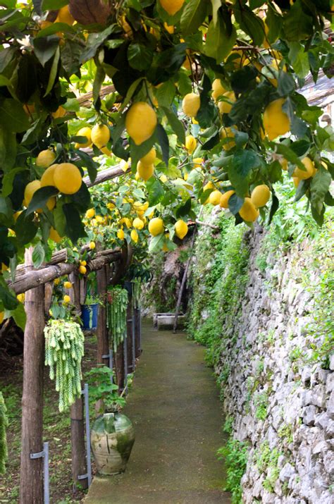 Lemon Path Amalfi Coast
