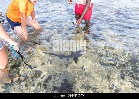 Lemon Sharks Sal Island