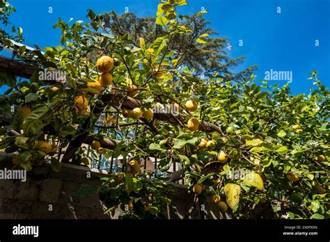 Lemon Trees Italy