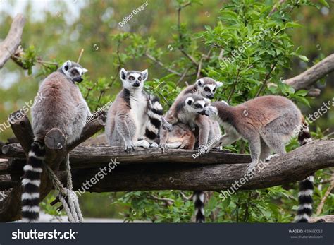 Lemurs