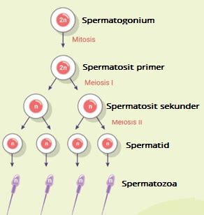 Lengkapi Skema Proses Spermatogenesis Berikut Ini