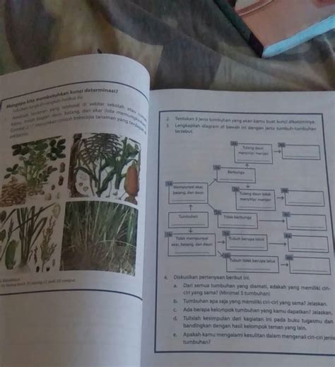 Lengkapilah Diagram Di Bawah Ini Dengan Jenis Tumbuh tumbuhan Tersebut