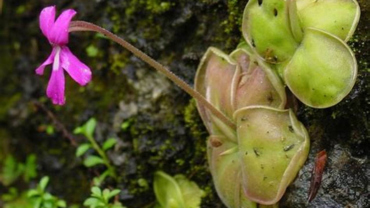 Lentibulariaceae (kata Benda), Tanaman