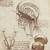 Leonardo Da Vinci Anatomy Brain