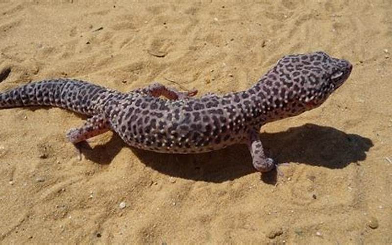 Leopard Gecko Habitat