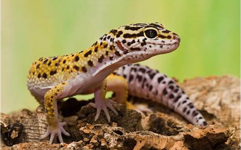 Leopard Gecko Image