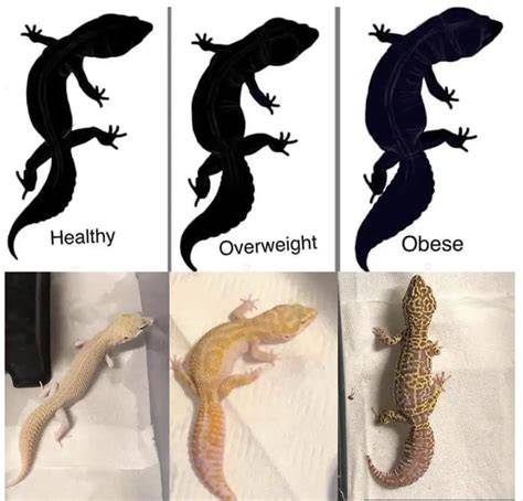 Leopard Gecko Body Condition Score Chart