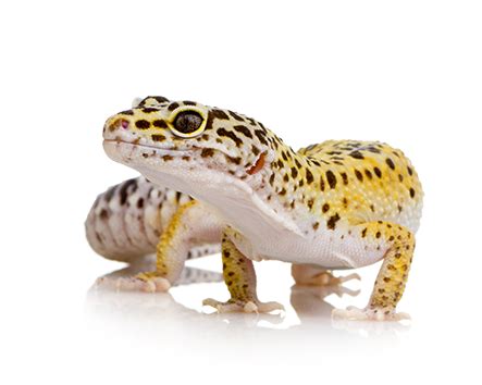 Unlocking the Genetics of Leopard Geckos with Our Innovative Calculator