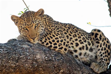 Leopard Resting on Branch