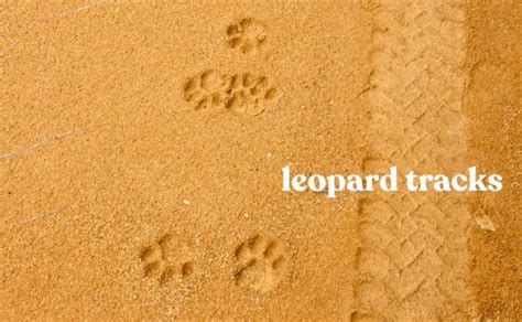 Leopard Tracks