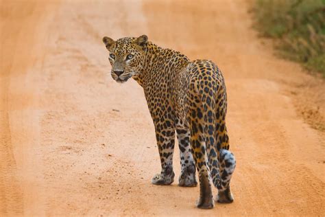 Leopard in Yala