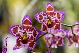 Less Common, But Equally Captivating Orchids