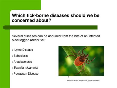 Less Common, But Still Serious Tick-Borne Illnesses