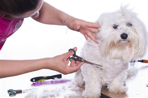 Why is dog grooming important Rotherham (infographic) Jaycliffe