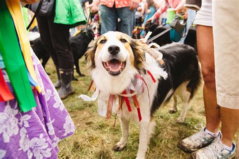 6 PetFriendly Summer Festivals That Allow Dogs BringFido