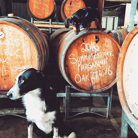 18 Best Dog Friendly Wineries in Sonoma (valley + coast)