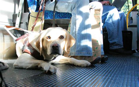 Puppy Ground Transport Services Luxury Pet Transportation Company Pet