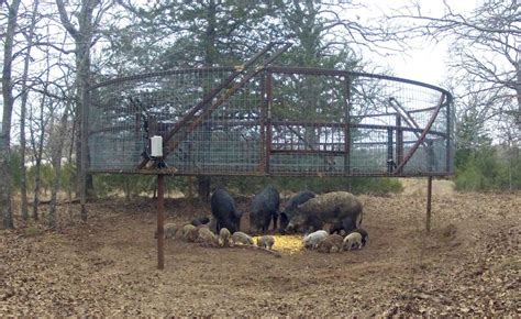 Lethal Trapping Options