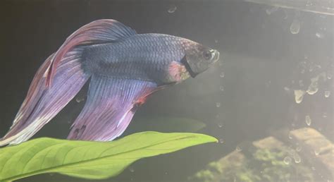 Lethargic Betta Fish