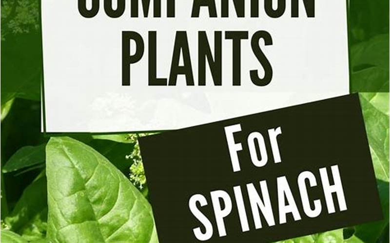 Lettuce And Spinach Companion Planting With Asparagus