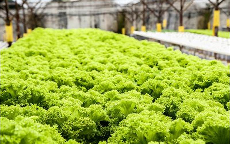 what to grow in hydroponic systems