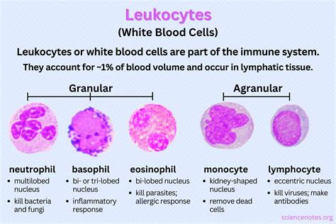 Leukocytes: Types, Functions & Related Disorders