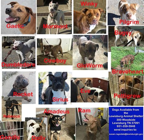 Discover Heartwarming Stories and Furry Friends at Lewisburg, WV Animal Shelter - Your One-Stop Resource for Adopting Pets