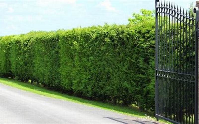 Leyland Bushes Privacy Fence: The Ultimate Solution For Your Outdoor Privacy Needs